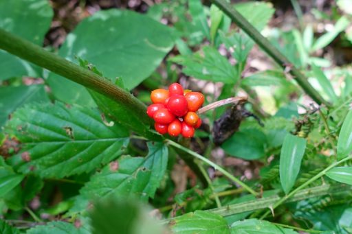 Arisaema triphyllum - fruit cluster