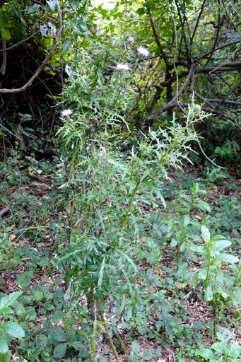 Cirsium discolor - plant