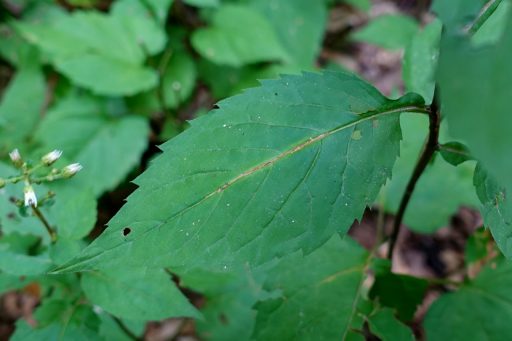 Eurybia divaricata - leaves
