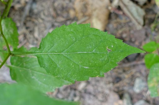 Eurybia divaricata - leaves