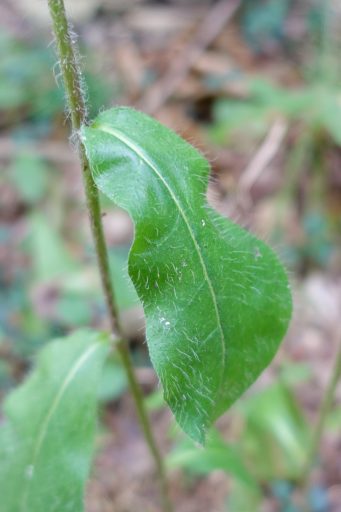 Hieracium gronovii - leaves