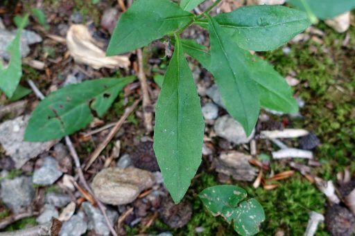 Hieracium paniculatum - leaves