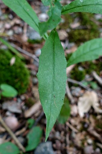 Hieracium paniculatum - leaves