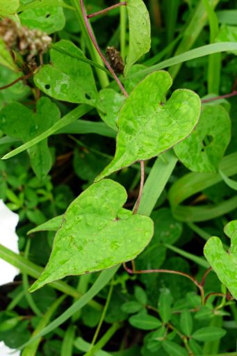 Ipomoea pandurata - leaves
