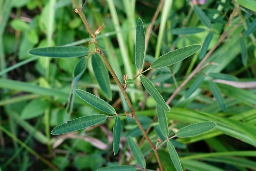 Lespedeza virginica - leaves