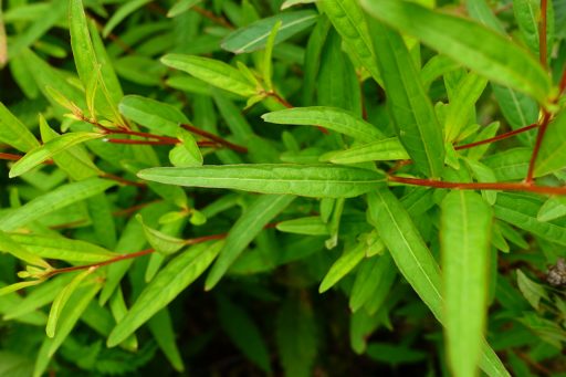 Ludwigia alternifolia - leaves