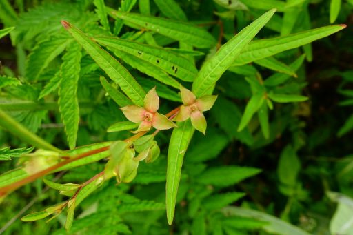 Ludwigia alternifolia - sepals