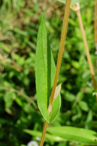 Persicaria sagittata - leaves