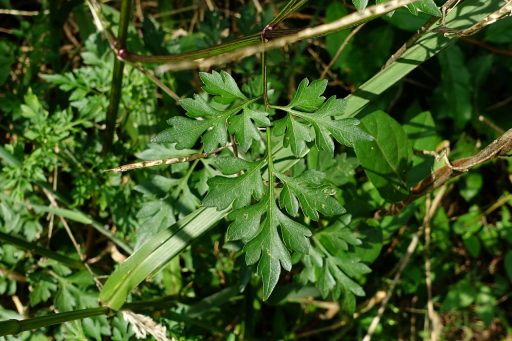 Bidens bipinnata - leaves