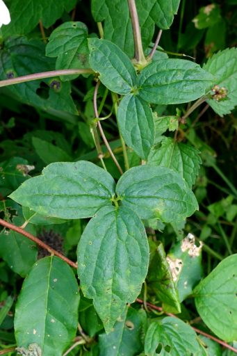 Clematis virginiana - leaves