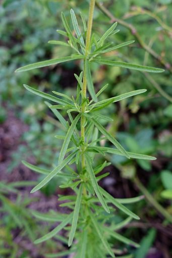 Eupatorium hyssopifolium - leaves