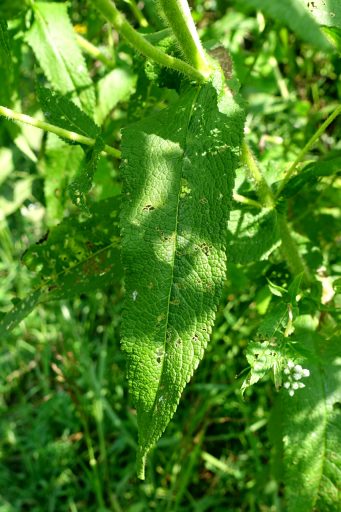 Eupatorium perfoliatum - leaves