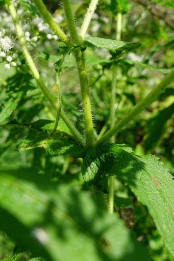 Eupatorium perfoliatum - stem