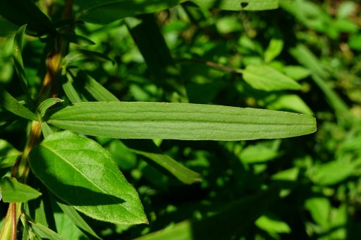 Euthamia graminifolia - leaves