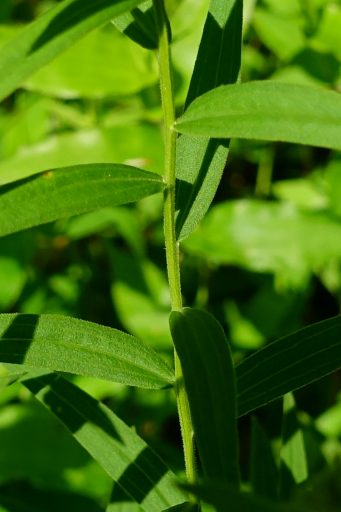 Euthamia graminifolia - stem