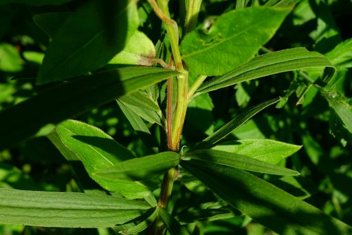 Euthamia graminifolia - stem