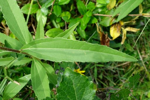 Helianthus laetiflorus - leaves