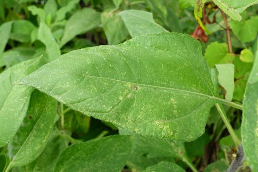 Helianthus tuberosus - leaves