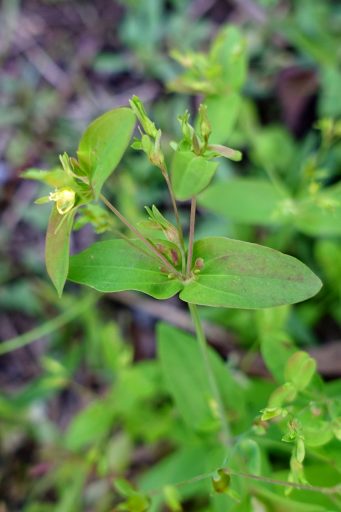 Hypericum mutilum - leaves