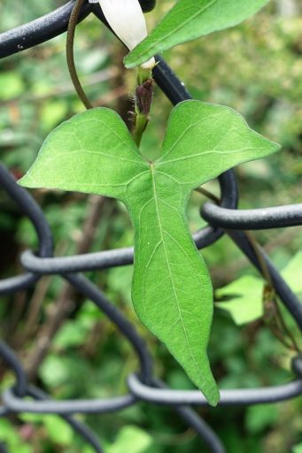 Ipomoea lacunosa - leaves