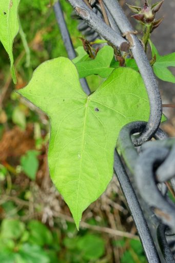 Ipomoea lacunosa - leaves