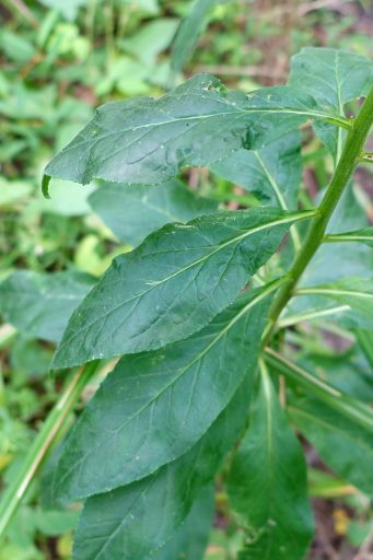 Lobelia cardinalis - leaves