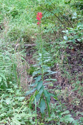 Lobelia cardinalis - plant
