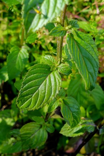 Mentha arvensis - leaves