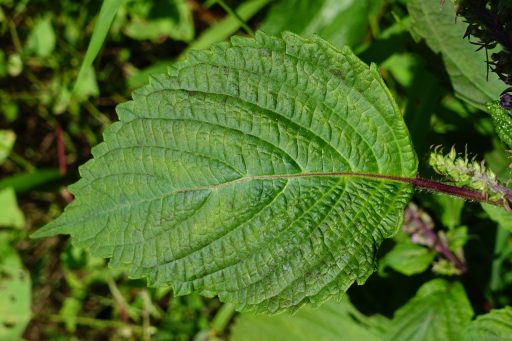 Perilla frutescens - leaves