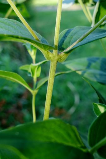 Pycnanthemum muticum - stem