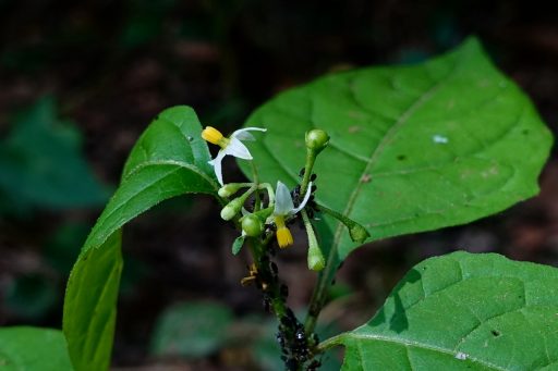 Solanum ptychanthum