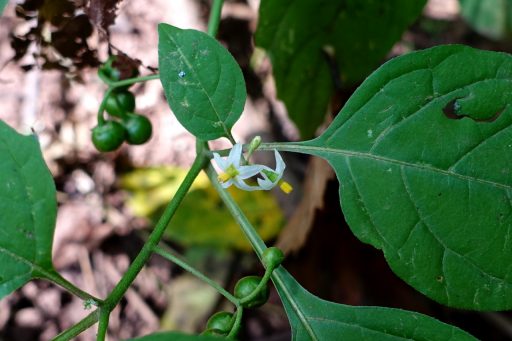 Solanum ptychanthum