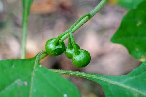Solanum ptychanthum - fruit