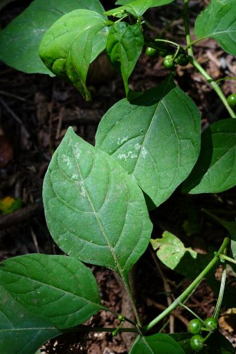 Solanum ptychanthum - leaves
