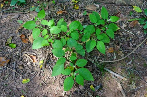 Solanum ptychanthum - plant