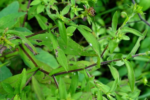 Symphyotrichum puniceum - leaves