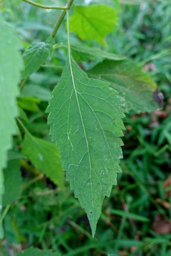 Ageratina altissima - leaves