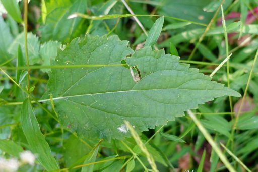 Ageratina altissima - leaves