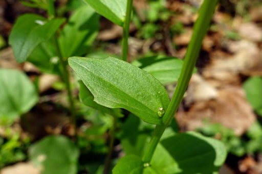 Cardamine bulbosa - leaves