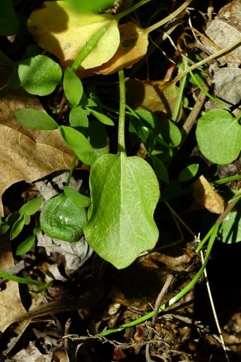 Cardamine bulbosa - leaves
