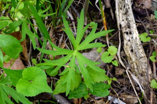 Delphinium tricorne - leaves