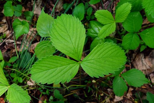 Fragaria virginiana - leaves