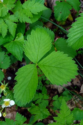 Fragaria virginiana - leaves