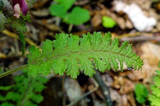 Pedicularis canadensis - leaves