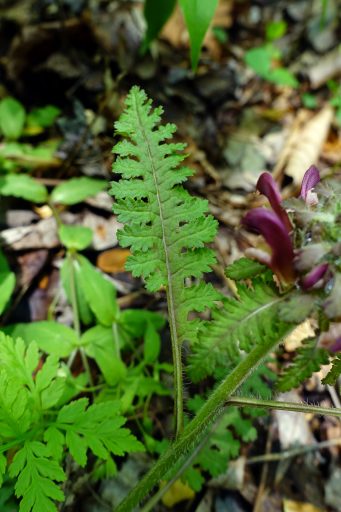 Pedicularis canadensis - leaves