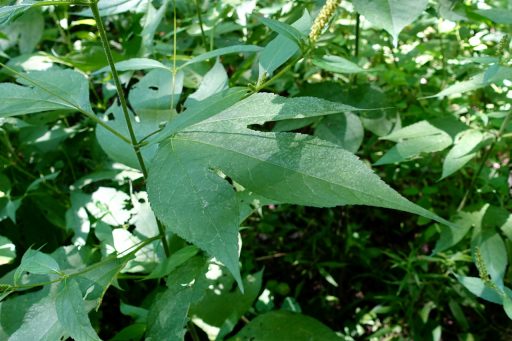 Ambrosia trifida - leaves