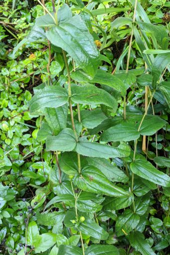 Helianthus divaricatus - leaves