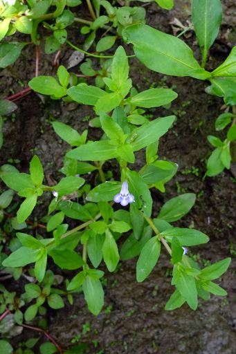Lindernia dubia - plant