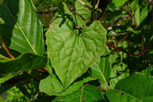 Mikania scandens - leaves