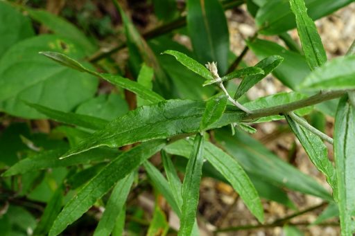 Pseudognaphalium obtusifolium - leaves